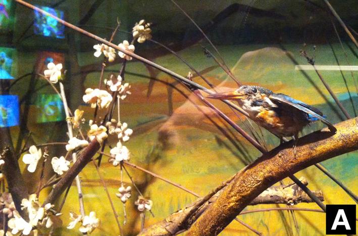 Gabinete con aves endémicas. Colección del Museo Nacional de Historia Natural.
